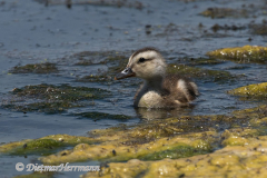 Gadwall-D500-022213