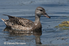 Gadwall-D500-022234