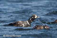 Harlekin-Duck-D500-010118