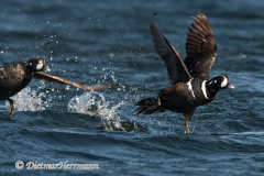 Harlekin-Duck-D500-010207