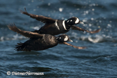 Harlekin-Duck-D500-010215