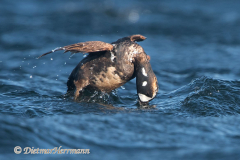 Harlekin-Duck-D500-010963