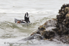 Harlequin-Duck-D500-015271