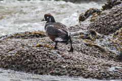Harlequin-Duck-D500-015487