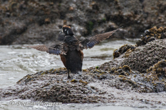 Harlequin-Duck-D500-015499