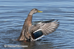 Mallard-Kanada-Vancouver-Island-Victoria-D850-139981