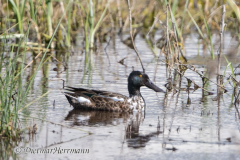 Northern-Shoveler-D500-026879