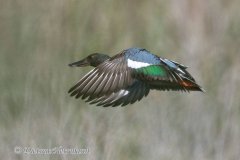 Northern-Shoveler-D500-027095