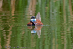 Ruddy-Duck-Thule-Lake-D300S-211246