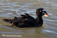 Surf-Scoter-D850-150241