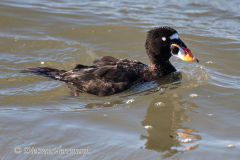 Surf-Scoter-Ocean-Shores-D850-150231