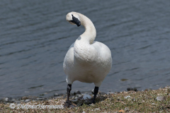 Trumpeter-Swan-D850-139504