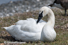 Trumpeter-Swan-D850-139553