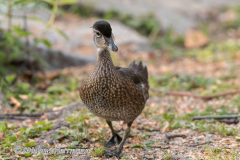 Wood-Duck-D850-134815