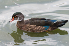 Wood-Duck-Kanada-Vancouver-Stanley-Park-D850-134615