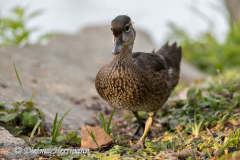 Wood-Duck-Kanada-Vancouver-Stanley-Park-D850-134811