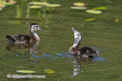 Wood-Duck-juv-D500-034329