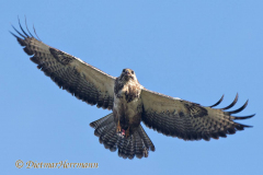 Maeusebussard-D500-072307