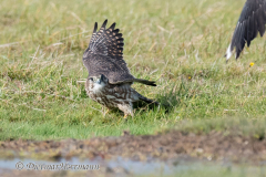 Meldorf-Merlin-D850-185572-Ausschnitt