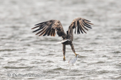 Meldorf-Seeadler-D850-185231