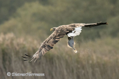 Meldorf-Seeadler-D850-185260
