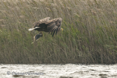 Meldorf-Seeadler-D850-185282
