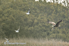 Meldorf-Seeadler-D850-185286