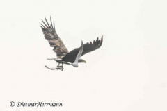 Meldorf-Seeadler-D850-185312