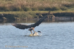 Meldorf-Seeadler-jagt-Brandgans-D850-180960