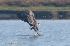 Meldorf-Seeadler-jagt-Brandgans-D850-180989