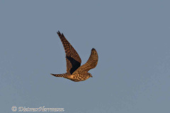 Merlin-D500-063607