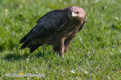 Schreiadler-D500-002532