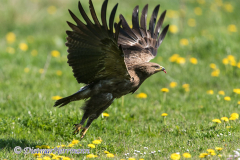 Schreiadler-D810-106010