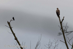 Seeadler-D500-072192
