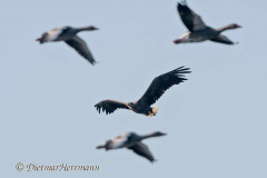 Seeadler-D500-132111