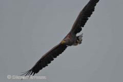 Seeadler-D500-132630