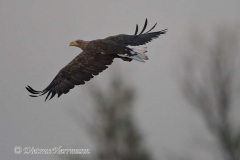 Seeadler-D500-132656