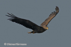 Seeadler-D500-134258