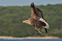 Seeadler-D810-106285