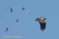 Seeadler-D810-167258