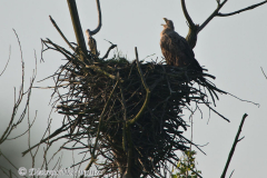 Seeadler-am-alten-Horst-Steinhuder-Meer-D800E-095678
