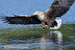 Seeadler-fliegt-D500-001341