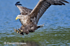 Seeadler-fliegt-D500-001342