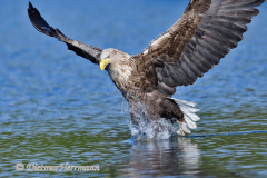 Seeadler-fliegt-D500-001343