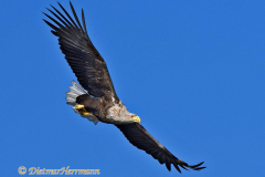 Seeadler-fliegt-D500-001366
