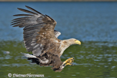 Seeadler-fliegt-D500-001394