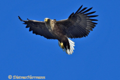 Seeadler-fliegt-D500-003825