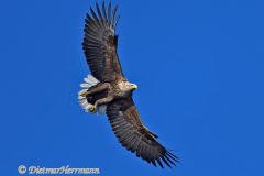 Seeadler-fliegt-D500-003835