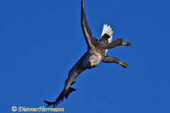 Seeadler-fliegt-D500-003871
