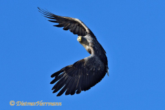 Seeadler-fliegt-D500-003938